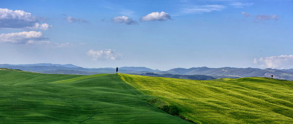 Scenic view of agricultural field against sky