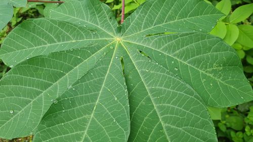 Full frame shot of leaves