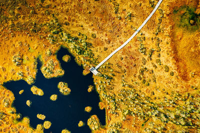 High angle view of dry leaves