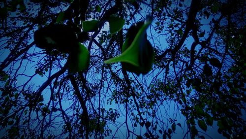 Low angle view of trees