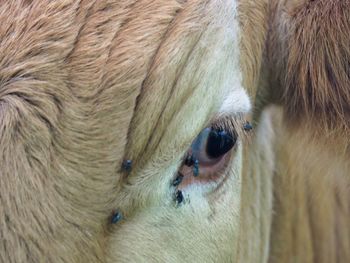 Close-up of a horse