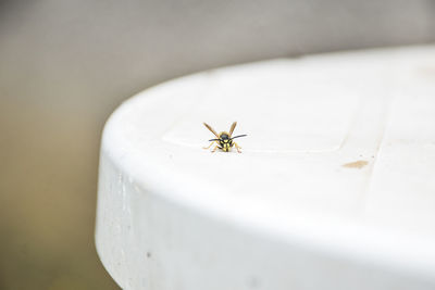 High angle view of insect on white flower