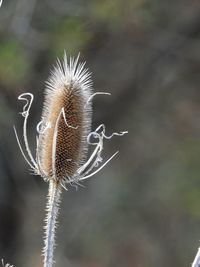 Close-up of dried plant
