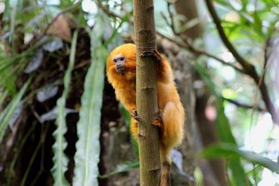 Close-up of bird perching on tree