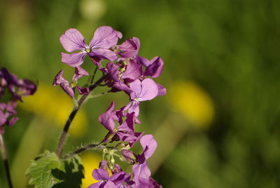 Close-up of pink flowering plant