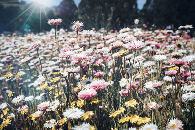 Close-up of pink flowering plants