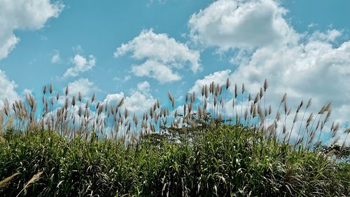 Plants growing on land against sky