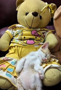 Cat lying on a toy