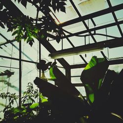 Low angle view of plants