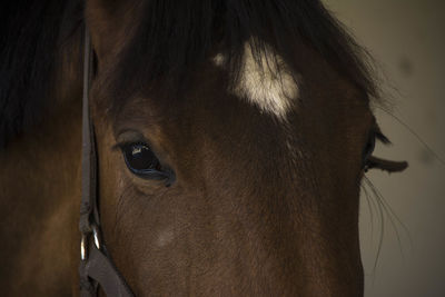 Close-up portrait of a horse