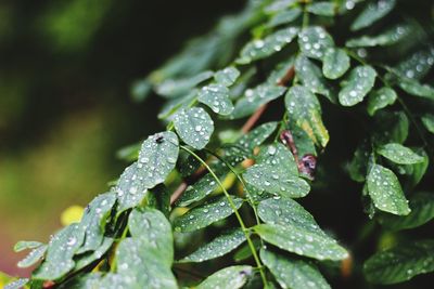 Close-up of wet plant leaves during rainy season