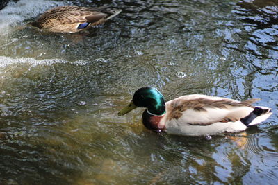 Duck swimming in lake