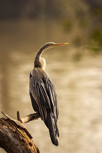 Bird perching on a tree