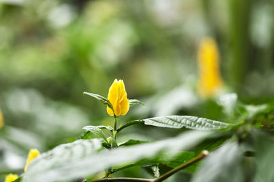 plant