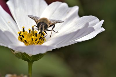 Close-up of insect pollinating on flower