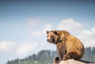 Low angle view of bear sitting on rock against sky