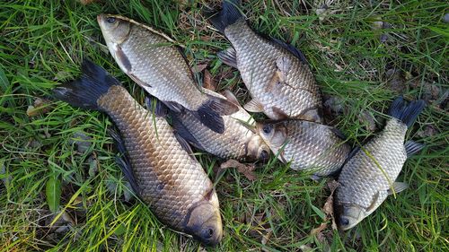 High angle view of fish on field