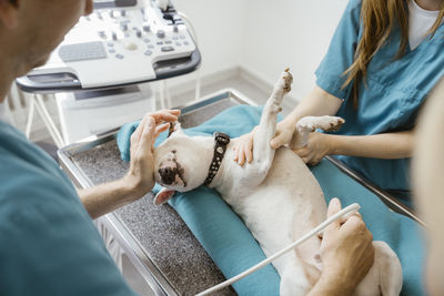Male veterinarian doing ultrasound on bull terrier while nurse assisting in medical clinic