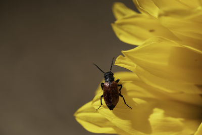 Close-up of insect on yellow flower