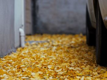 Close-up of fallen leaves