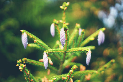 Close-up of fresh green plant