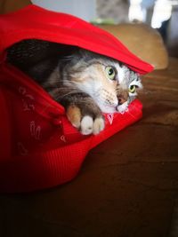 Portrait of cat lying down