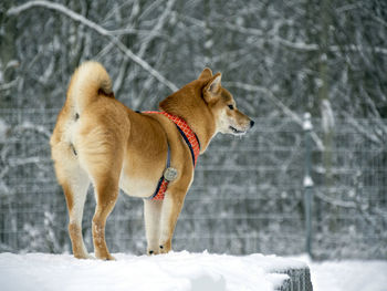 Dogs on snow covered field