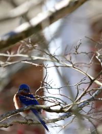 Close-up of bird perching on tree