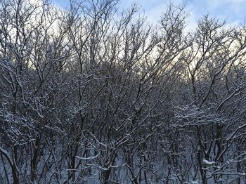 Bare trees on snow covered landscape