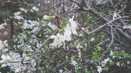 Close-up of flower growing on tree