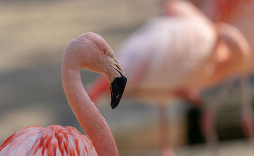 Side view of a flamingo, scientific name phoenicopteridae