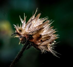 Close-up of insect on flower