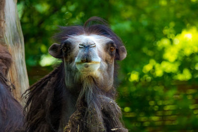 Close-up of a monkey