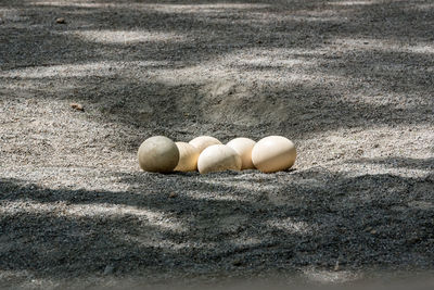 High angle view of eggs on field