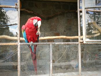 View of a bird perching on floor