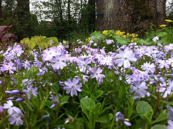 Close-up of purple flowers blooming in garden