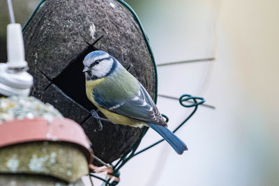 Close-up of bird perching on feeder