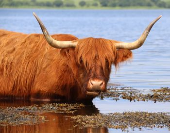 Horse in a lake