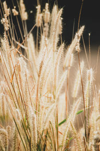 Close-up of stalks in field