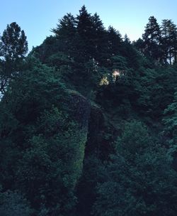 Trees in forest against sky