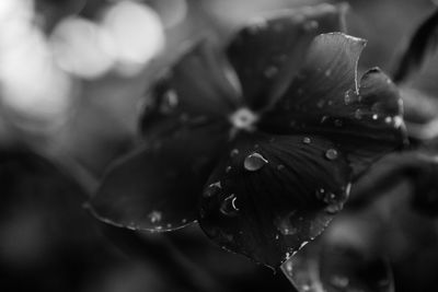 Close-up of raindrops on flower