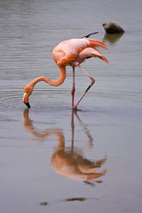 American flamingo grazing on flamingo lake, isabela island, galapagos, ecuador