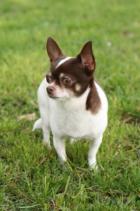 Portrait of a dog on field