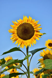 Close-up of yellow sunflower against clear sky