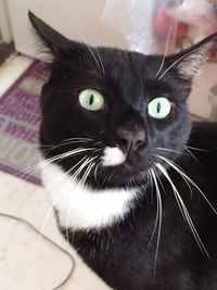 Close-up portrait of cat