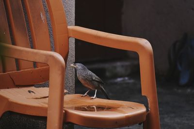 Close-up of bird perching on wood