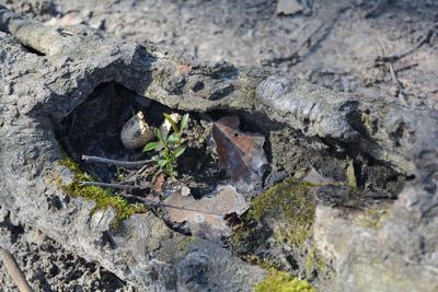 Close-up of lizard on rock