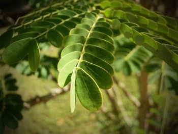 Close-up of fresh green leaves