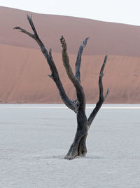 Dead tree in desert