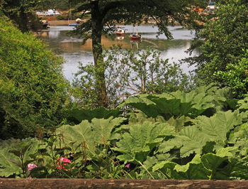 Trees growing in pond